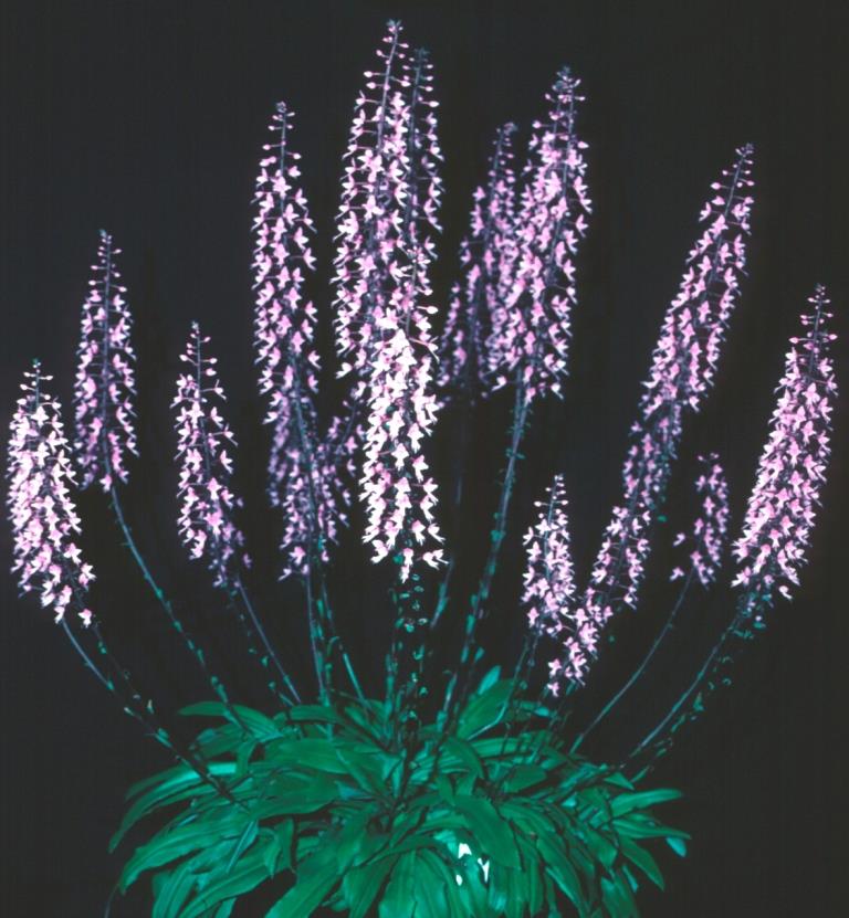 Stenoglottis longifolia - ACC/AOC
