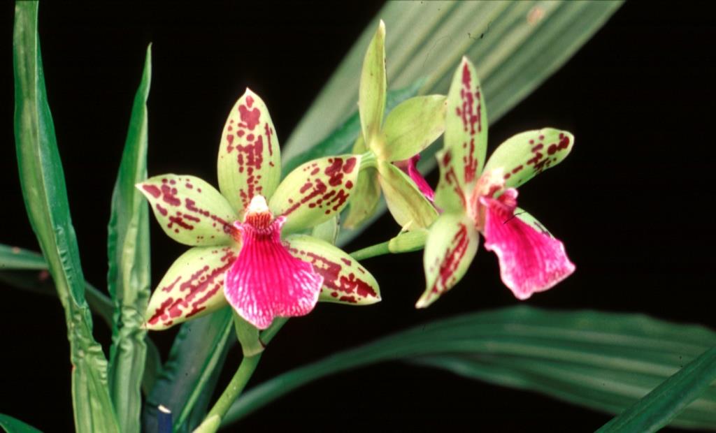 Neopabstopetalum Beverley Lou - photo 2