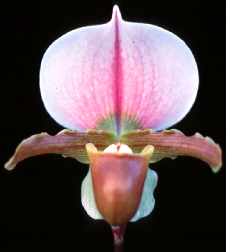 Paph Memnon