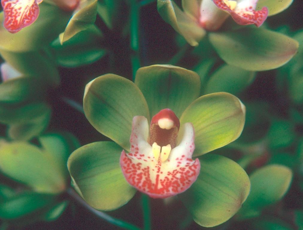 Cymbidium Celtic Imp