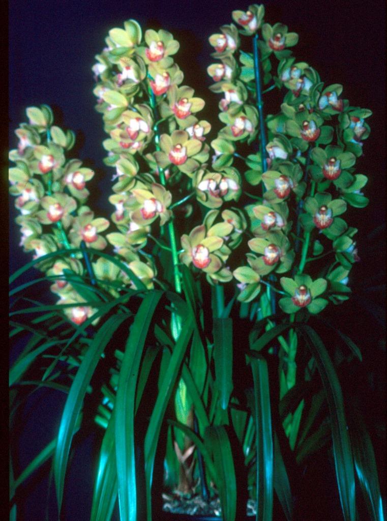 Cymbidium Celtic Imp - photo 2