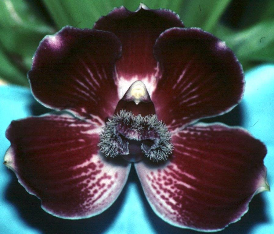 Pescatoria lehmannii