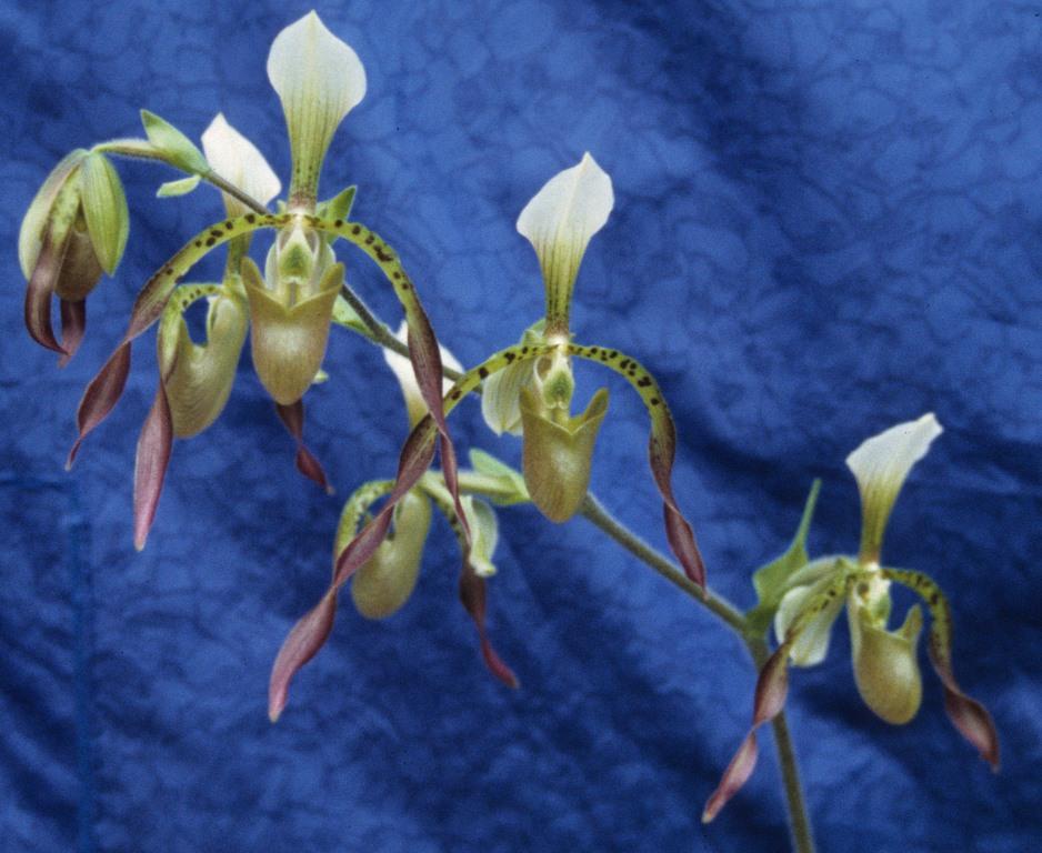 Paphiopedilum Bengal Lancers - photo 2