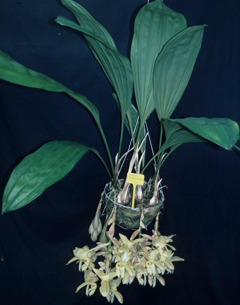 Stanhopea warszewicziana