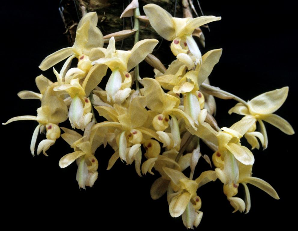 Stanhopea warszewicziana - photo 2