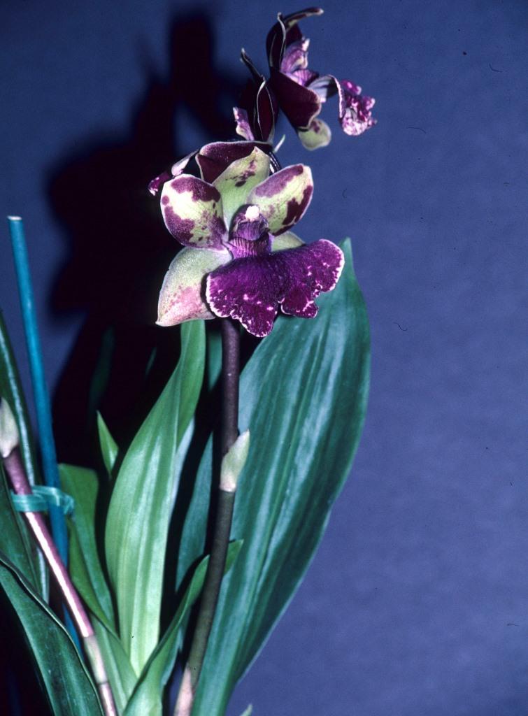 Hamelwellsara Aussie Quest - photo 2