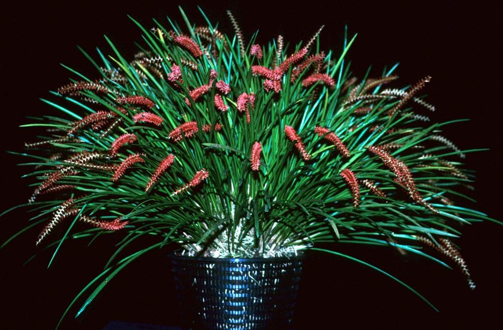 Coelogyne wenzelii - ACC/AOC