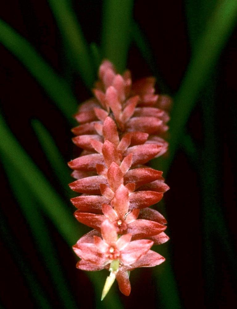 Coelogyne wenzelii - photo 2