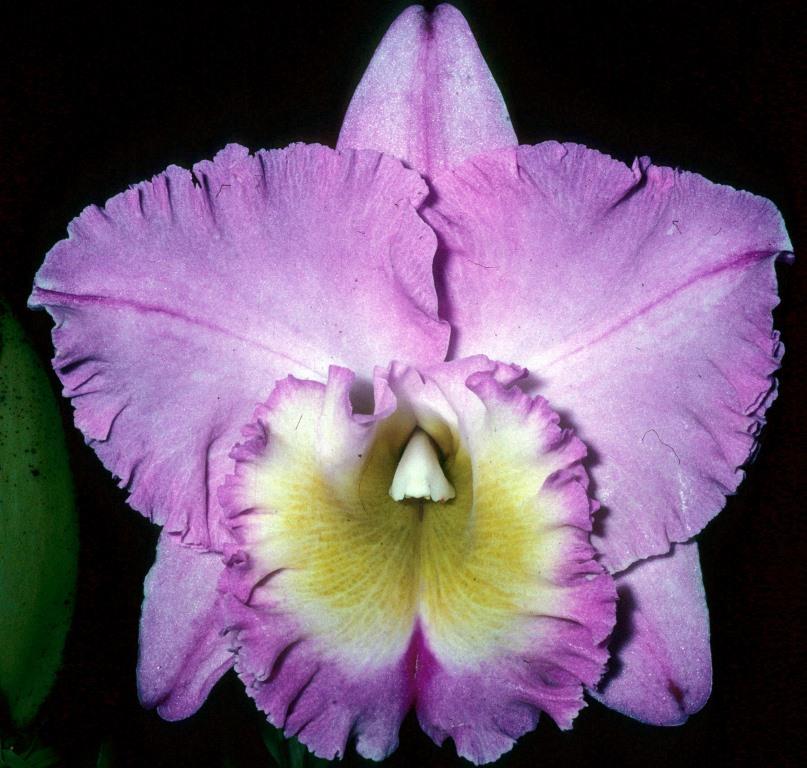 Rhyncholaeliocattleya Brunswick Blush