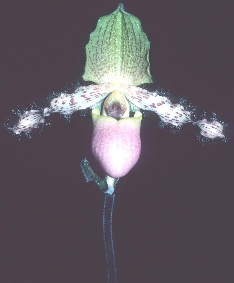 Paphiopedilum moquetteanum - HCC/AOC