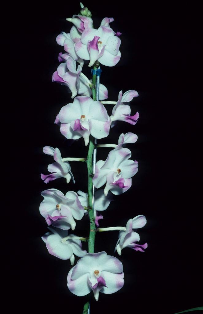 Propetalum Tilley's Delight - photo 2