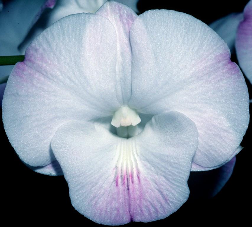 Dendrobium Dal's Memory