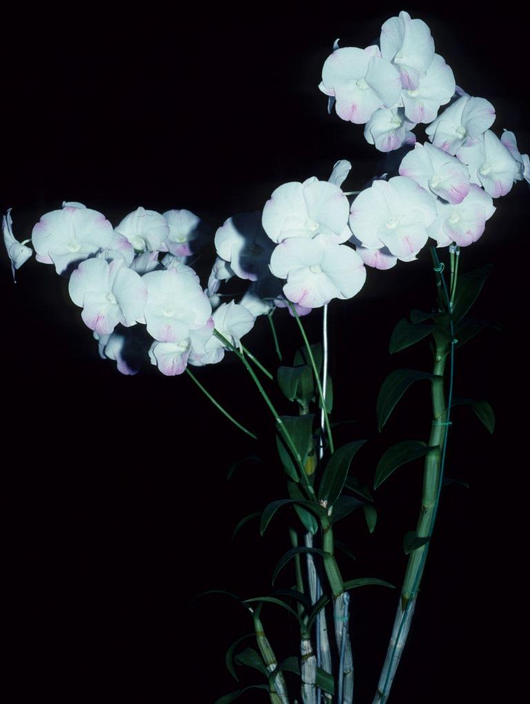Dendrobium Dal's Memory - photo 2