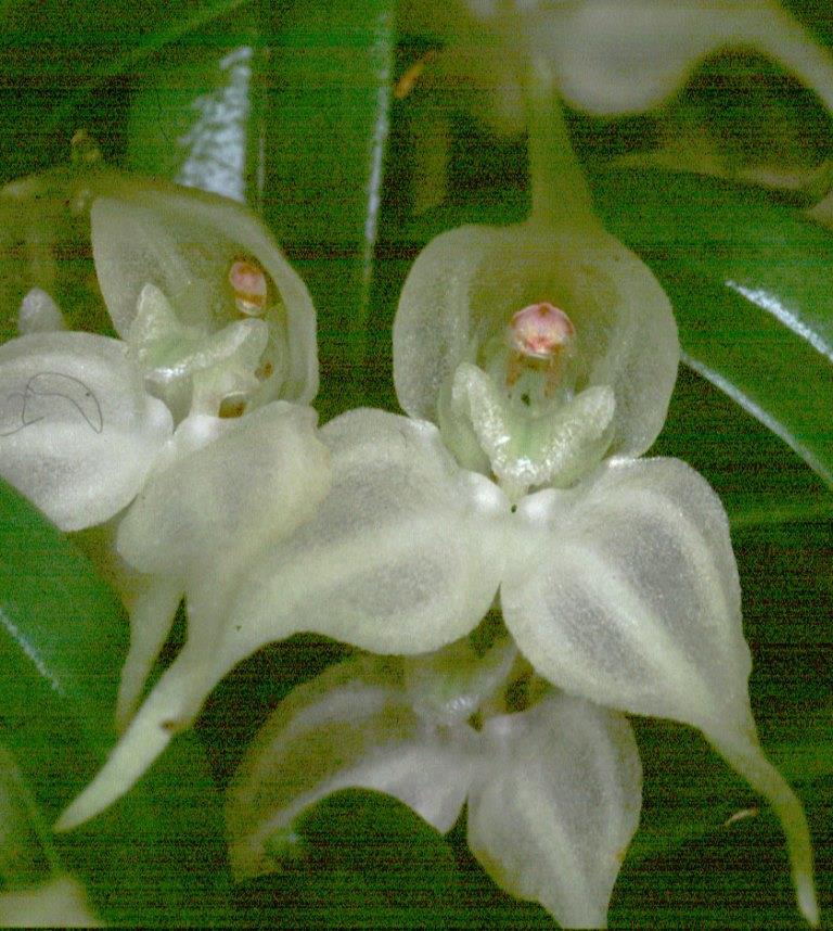 Dryadella albicans - photo 2