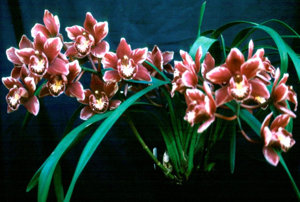 Cymbidium Winter Fire - photo 2