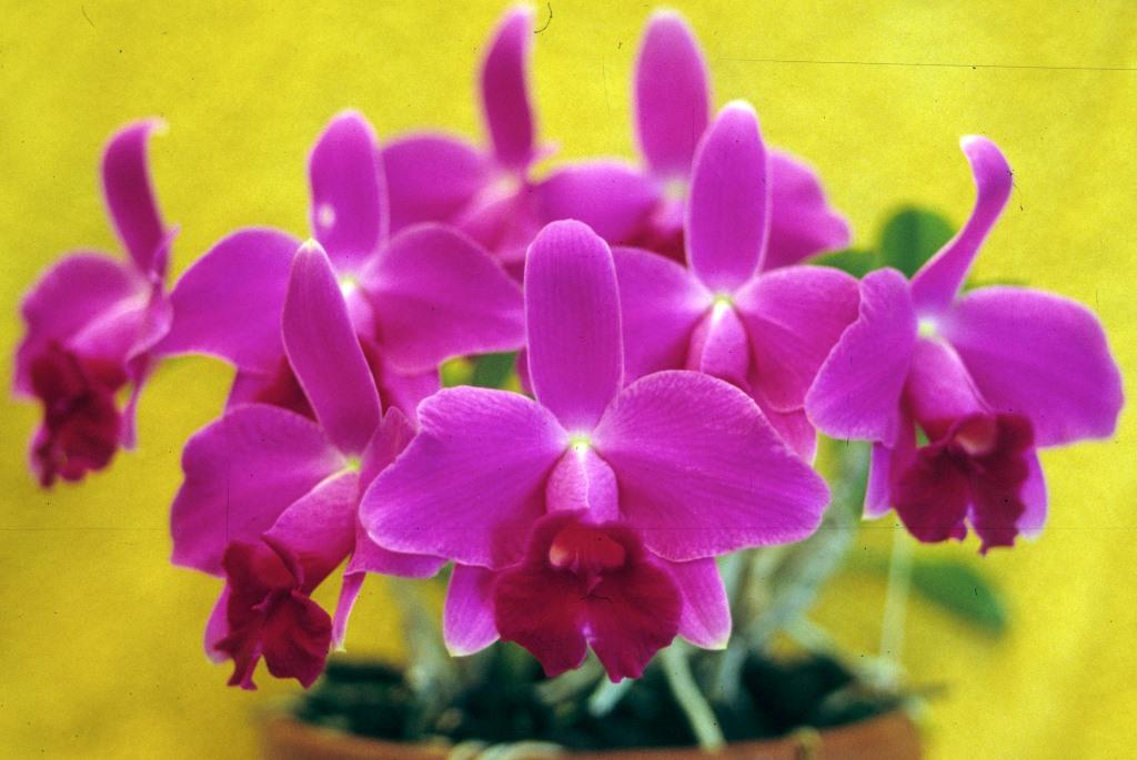 Cattleya pumila - ACC/AOC