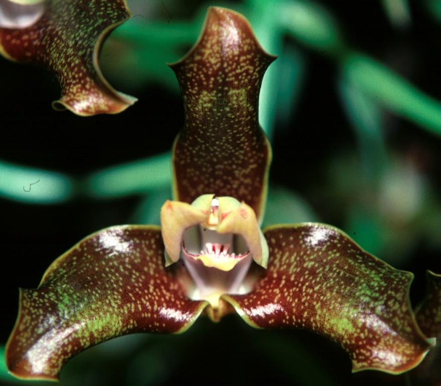 Grammangis ellisii - HCC/AOC