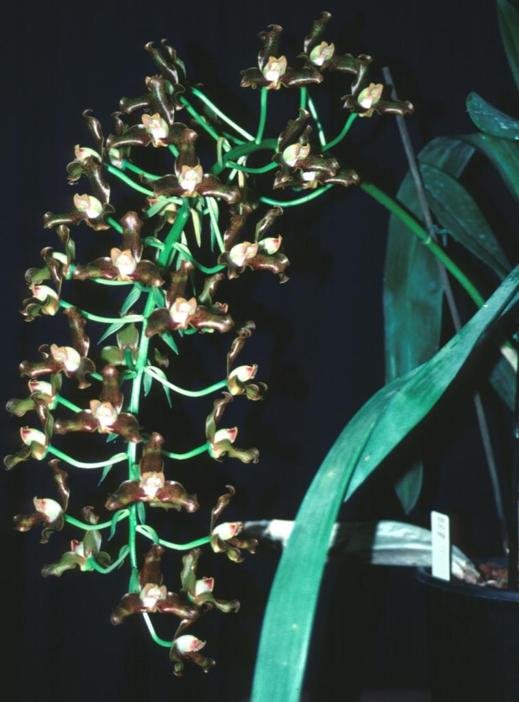 Grammangis ellisii - photo 2