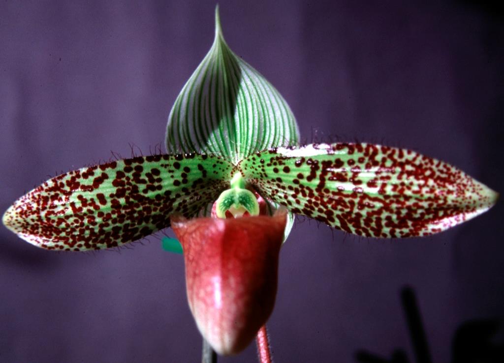 Paphiopedilum sukhakulii - HCC/AOC