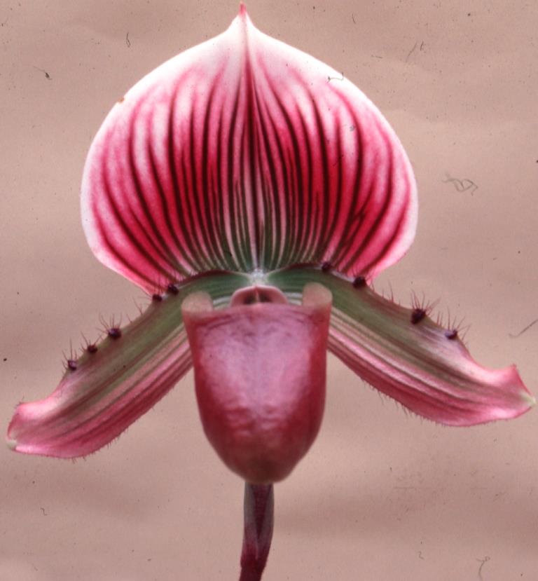 Paph Mod Maude