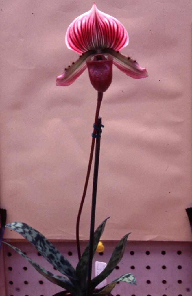 Paphiopedilum Mod Maude - photo 2