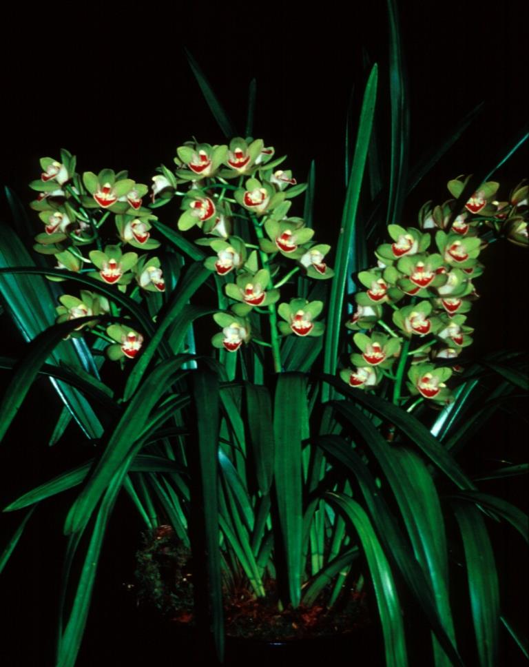 Cymbidium Autumn Emerald - photo 2