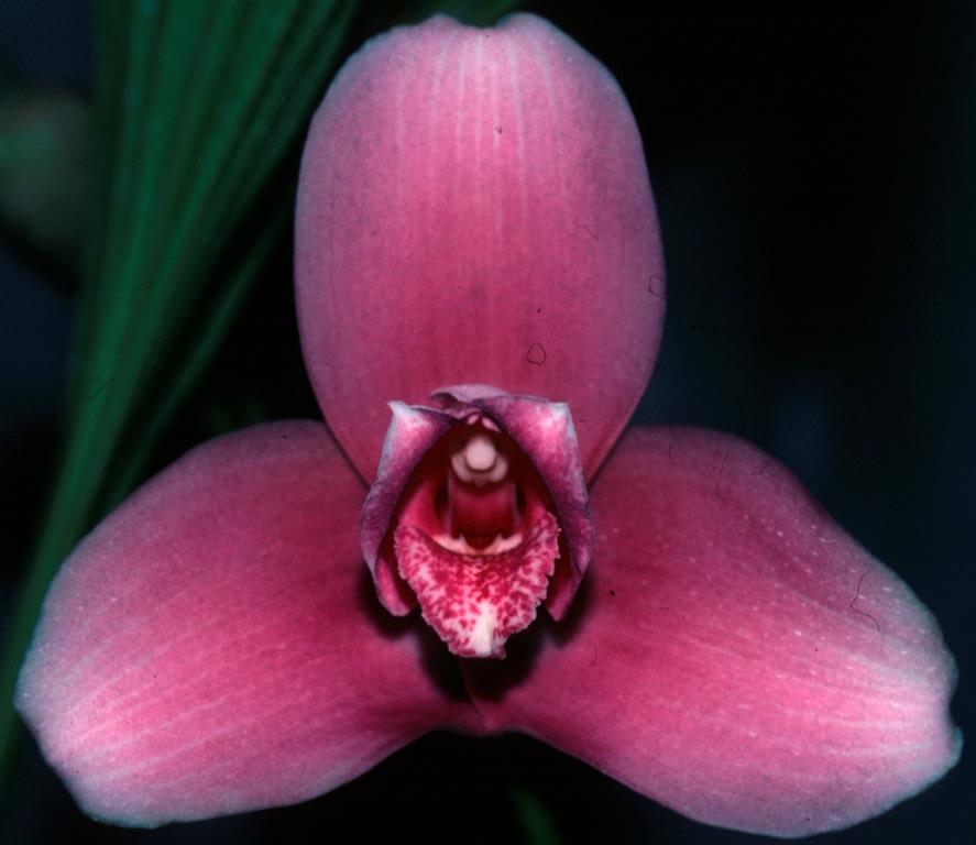 Lycaste virginalis
