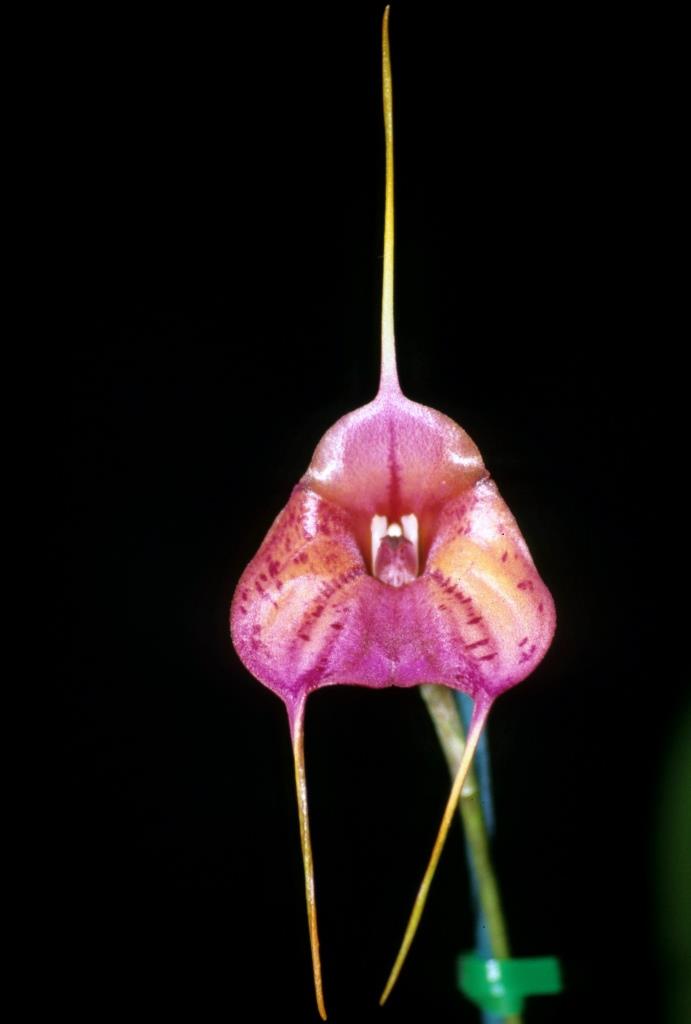 Masdevallia Morning Glory - HCC/AOC