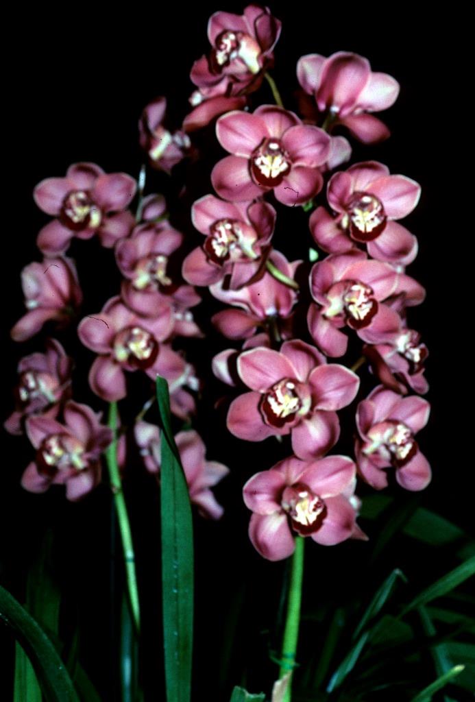 Cymbidium Spicy Khan - photo 2