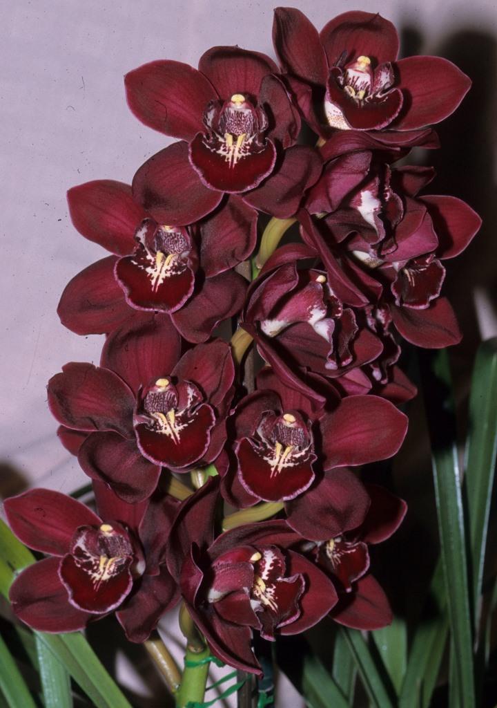 Cymbidium Tathra - photo 2