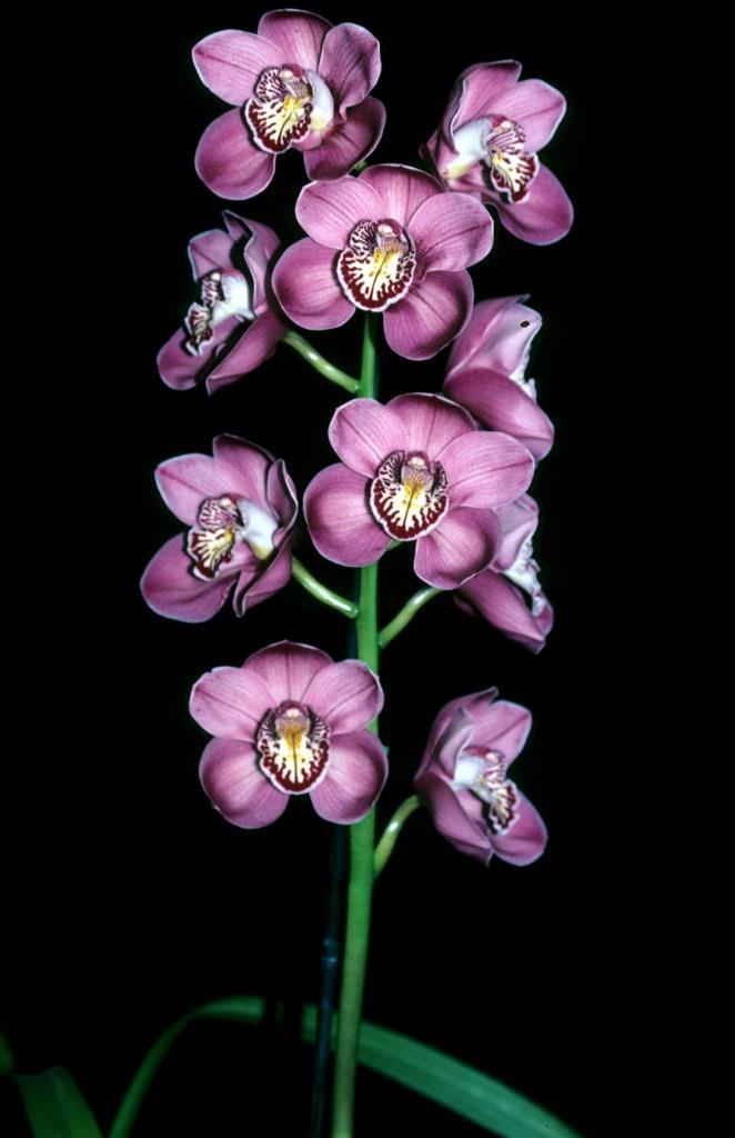 Cymbidium Coco Jim - photo 2