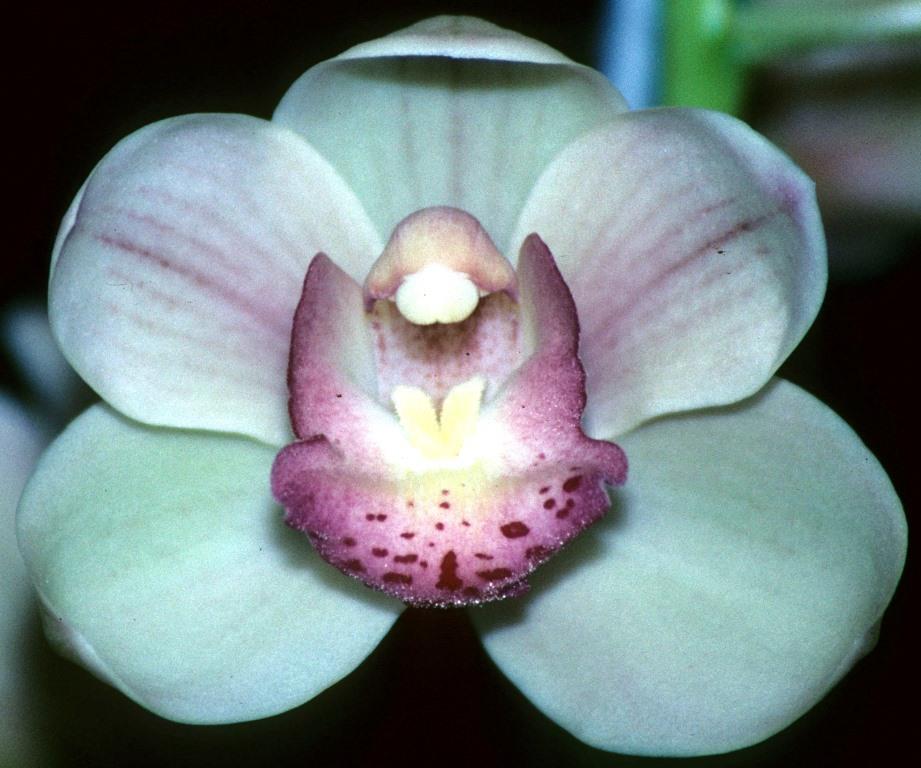 Cymbidium Sleeping Sharon