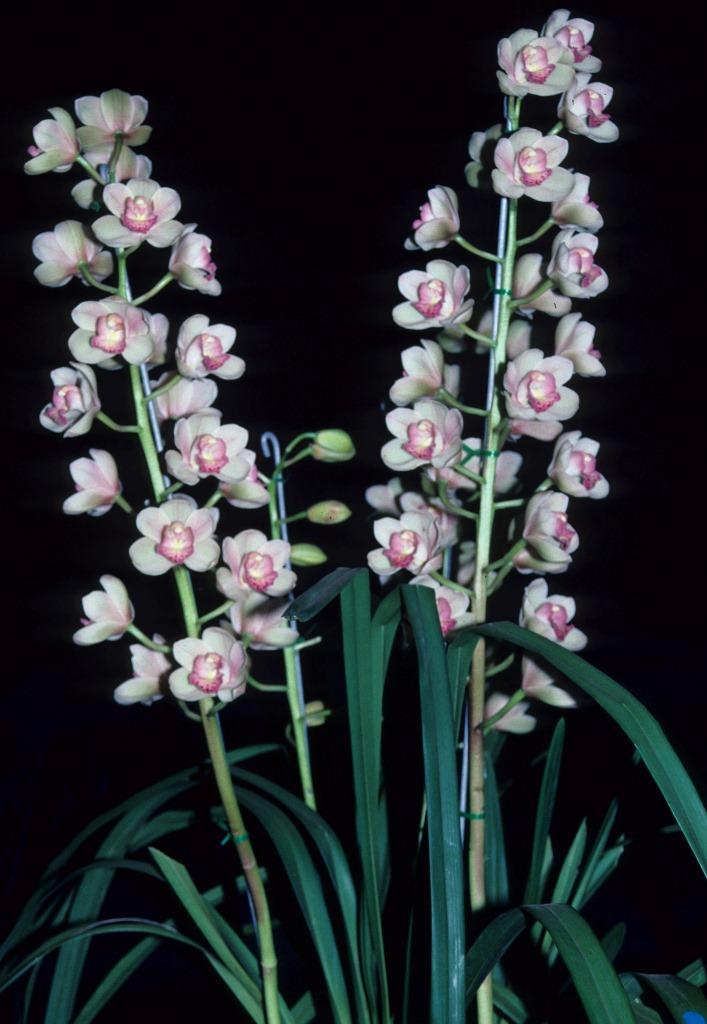 Cymbidium Sleeping Sharon - photo 2