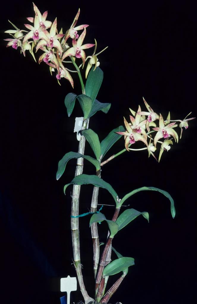 Dendrobium Stunning - photo 2