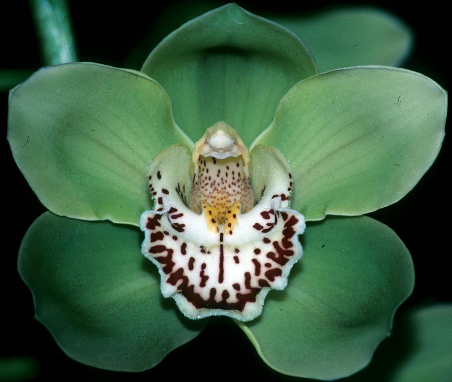 Cymbidium Southern King