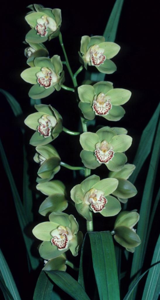 Cymbidium Southern King - photo 2
