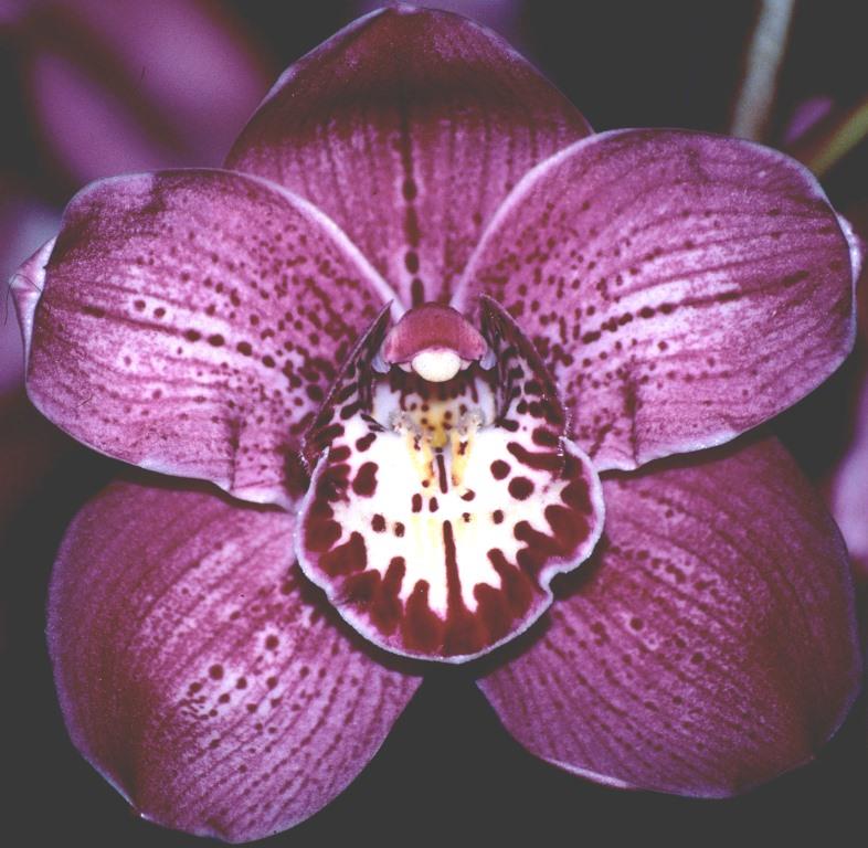 Cymbidium Kirby Lesh - HCC/AOC