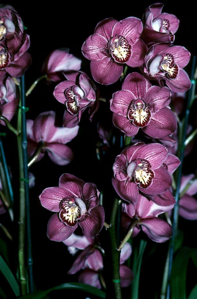 Cymbidium Kirby Lesh - photo 2