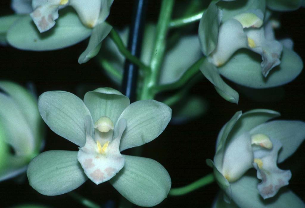 Cymbidium November Child