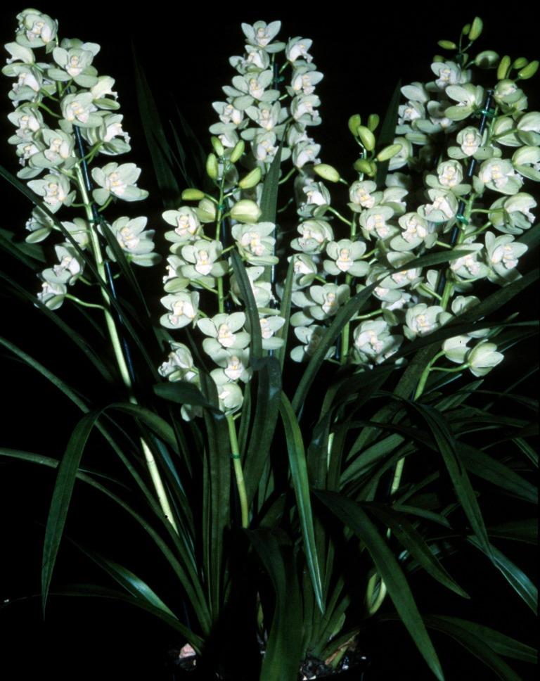 Cymbidium November Child - photo 2