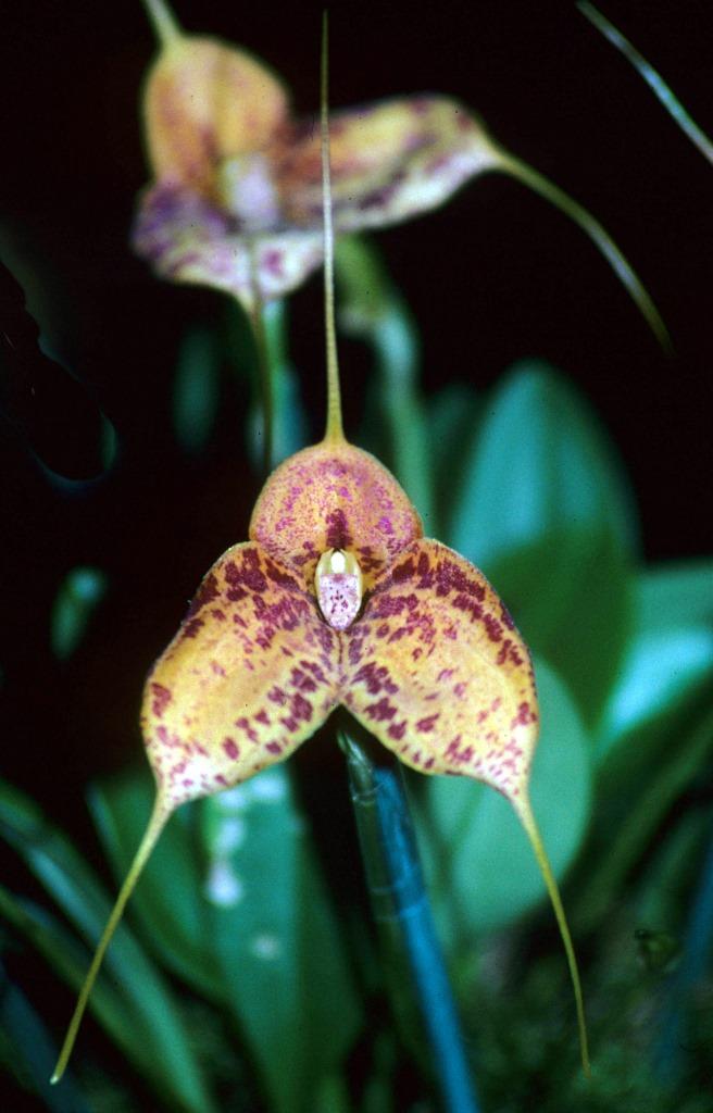 Masdevallia Pixie Leopard - HCC/AOC