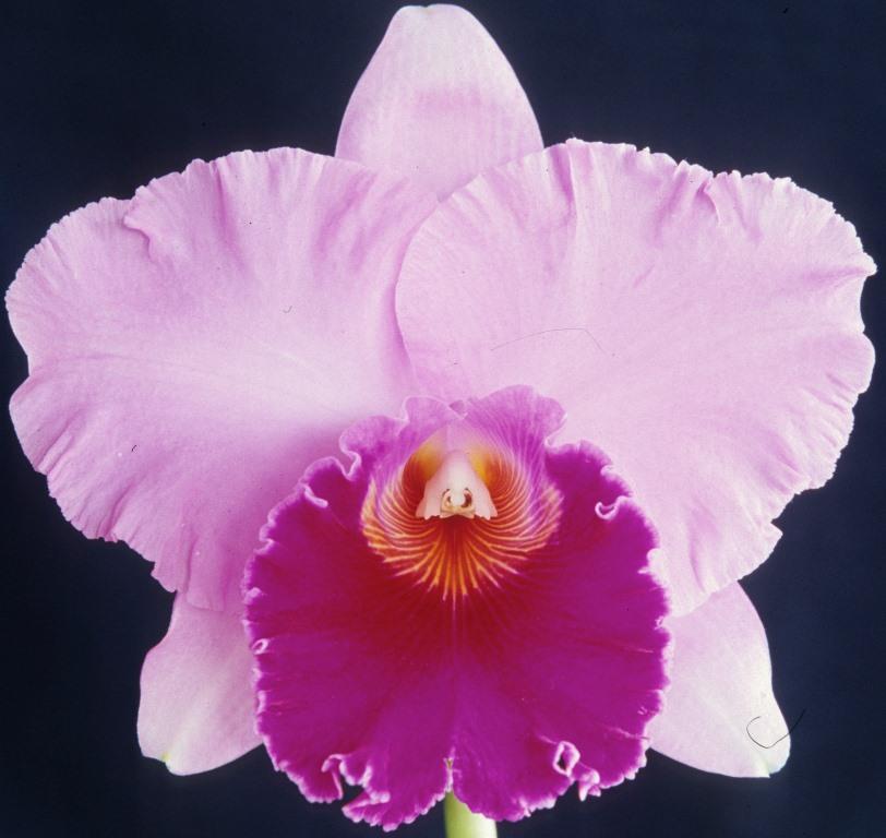 Rhyncholaeliocattleya Brunswick Bonanza - HCC/AOC