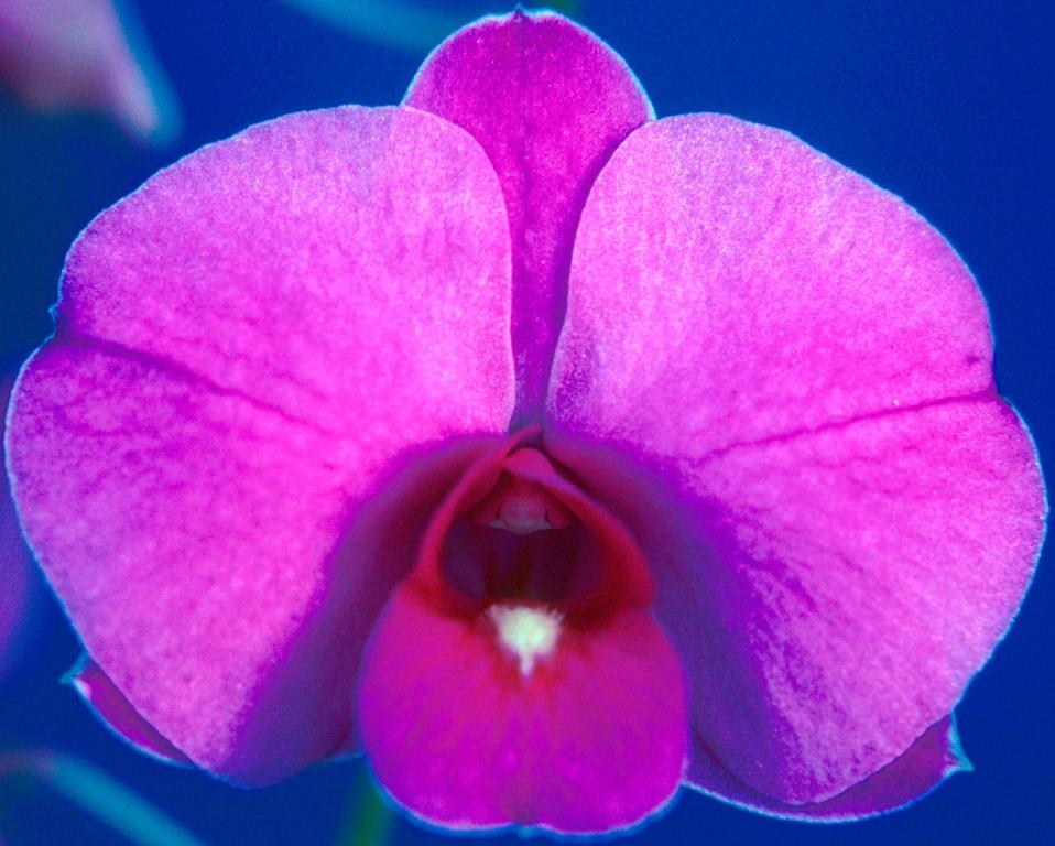 Dendrobium bigibbum var. compactum - HCC/AOC