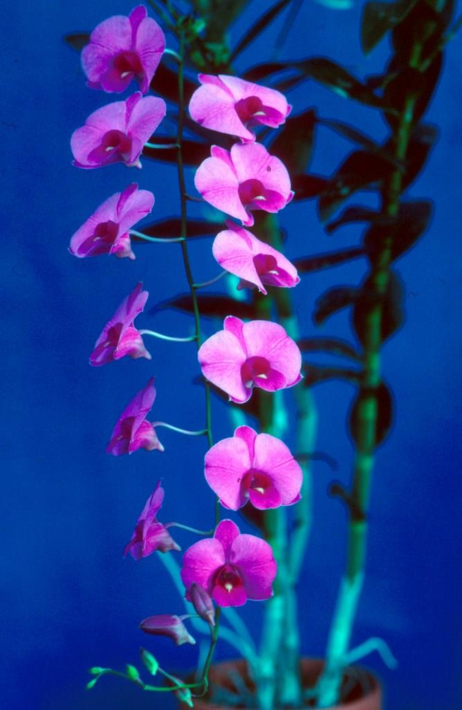 Dendrobium bigibbum var. compactum - photo 2