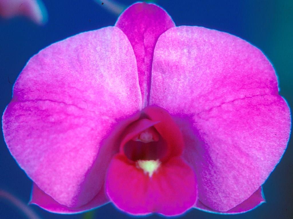 Dendrobium bigibbum var. compactum - HCC/AOC