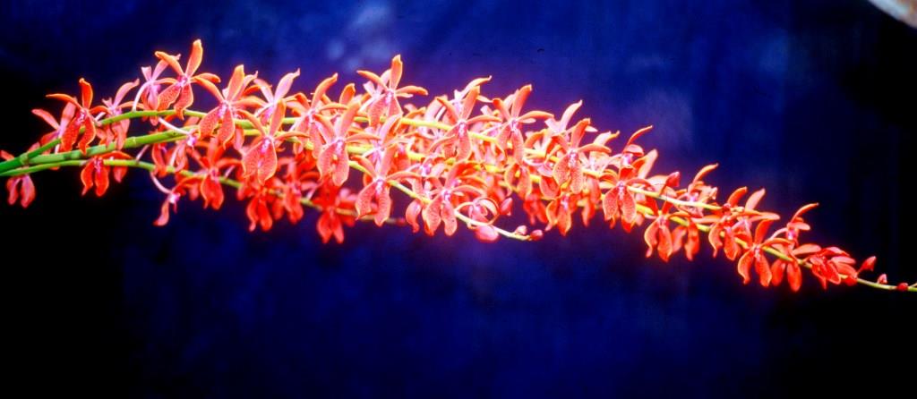 Renanopsis Lena Rowold - photo 2