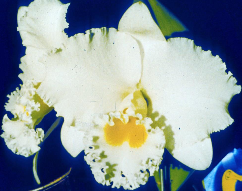 Rhyncholaeliocattleya Burdekin Pearl - HCC/AOC