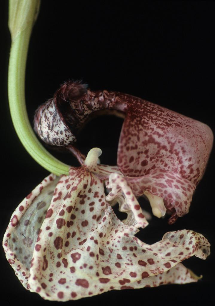 Coryanthes bicalcarata