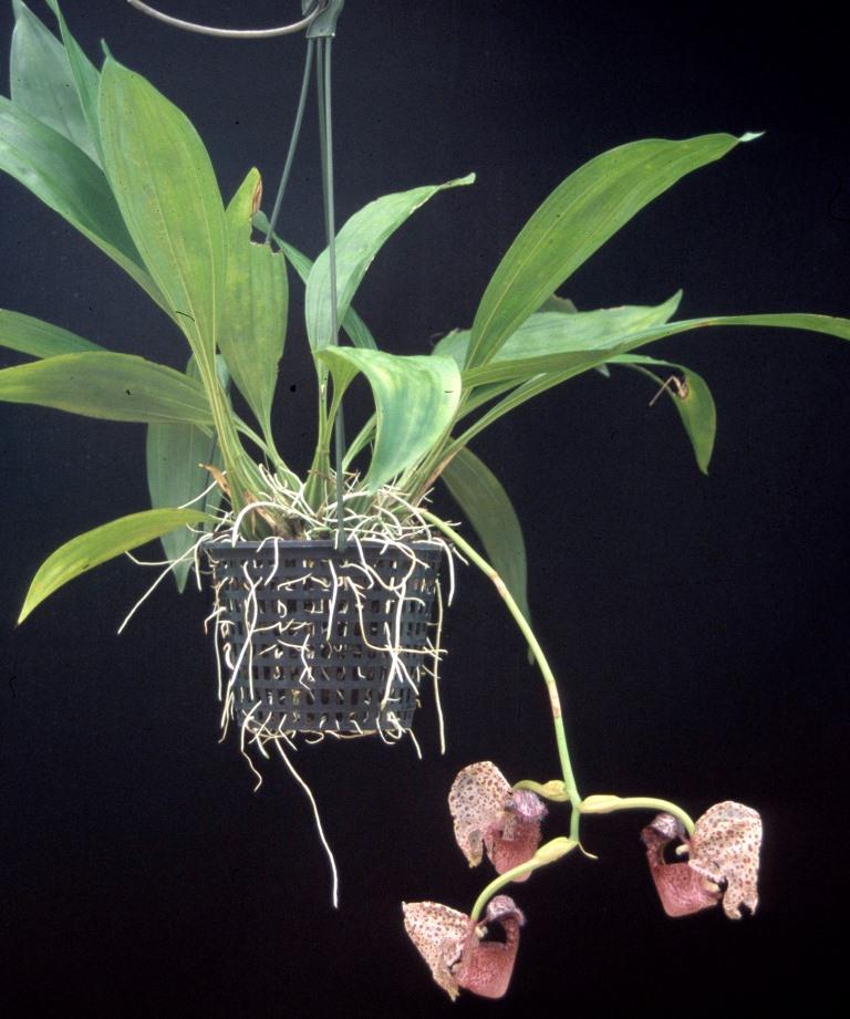 Coryanthes bicalcarata - photo 2