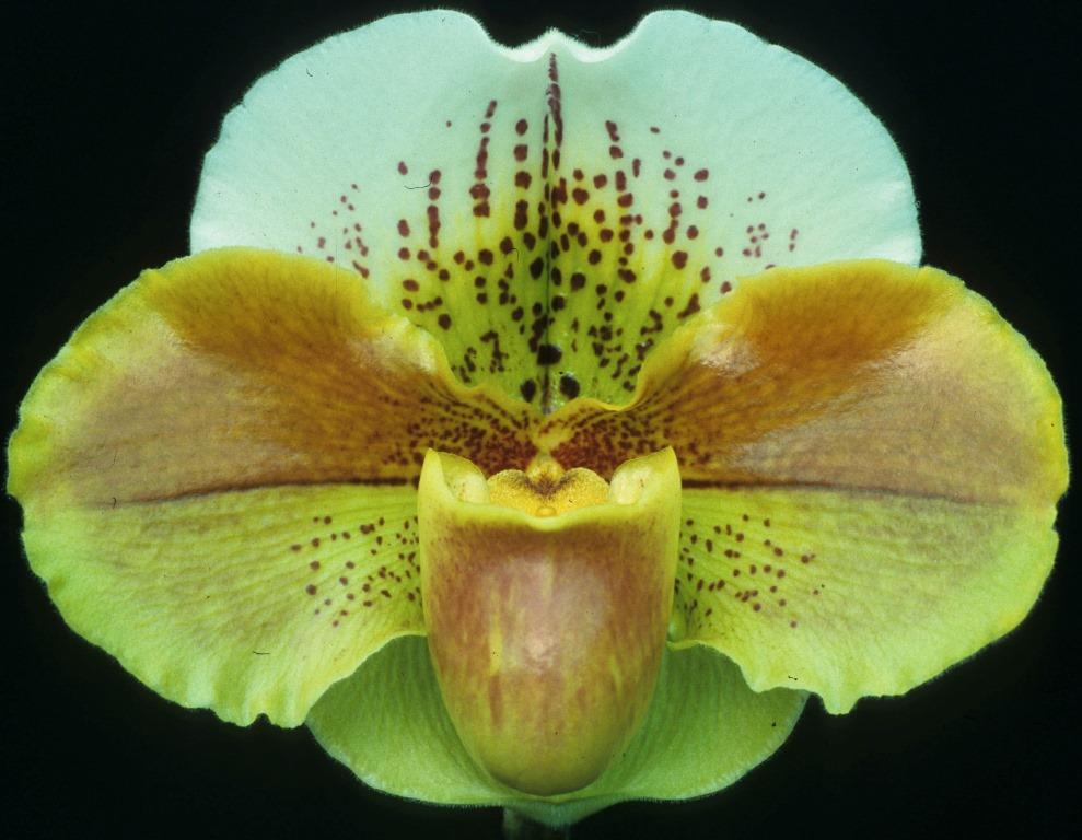 Paphiopedilum Highland Fair